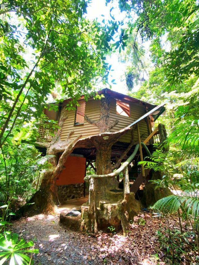 Rainforest Hideaway Cape Tribulation Exterior photo