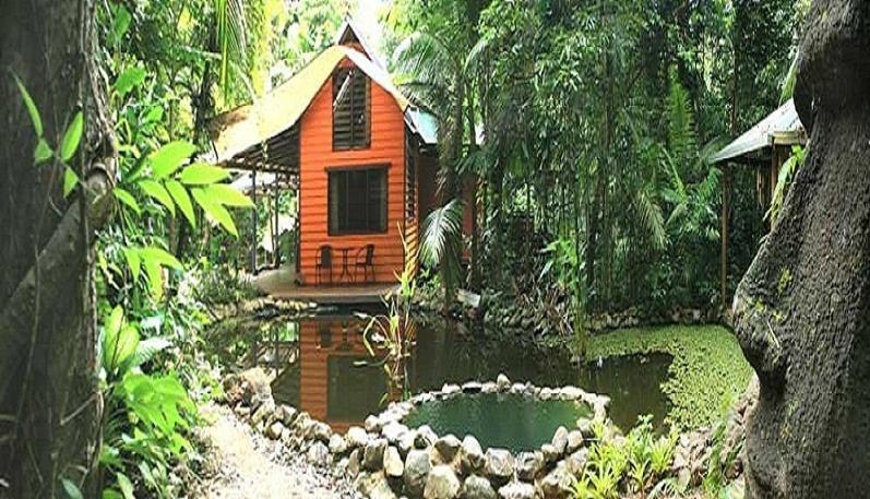 Rainforest Hideaway Cape Tribulation Room photo