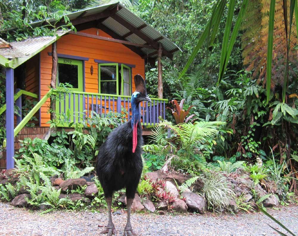 Rainforest Hideaway Cape Tribulation Exterior photo